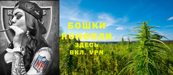 стаф Аркадак