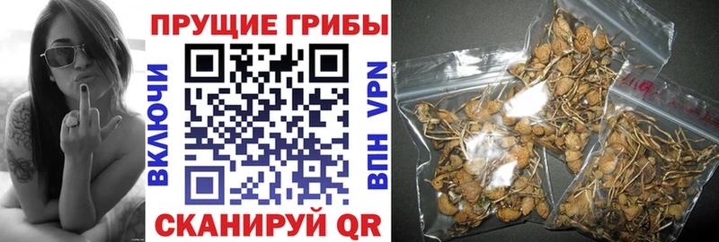 Псилоцибиновые грибы MAGIC MUSHROOMS  гидра сайт  Свирск 